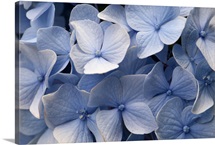 Close up of blue mophead hydrangea flowers, Hydrangea macrophylla