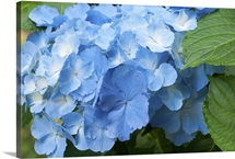 Close up of blue mophead hydrangea flowers, Hydrangea macrophylla