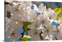 Close up of cherry blossoms, Prunus species, in springtime