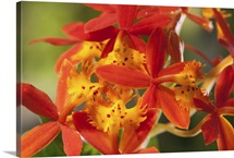 Close up of the flowers of a crucifix orchid, Epidendrum radicans