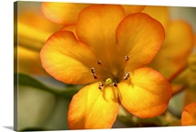Close up of the flowers of a tropical rhododendron, Vireya species