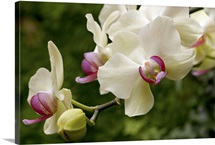 Close up of white and pink moth orchids, Phalaenopsis species