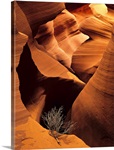 Eroded sandstone and a tumbleweed branch in a slot canyon, Arizona