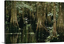 Everglades, Florida