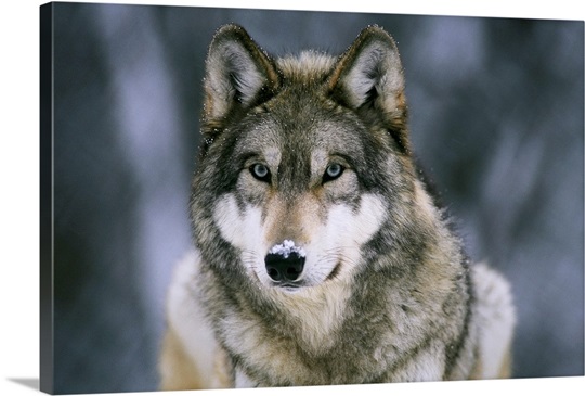 Gray wolf at the International Wolf Center, Ely, Minnesota