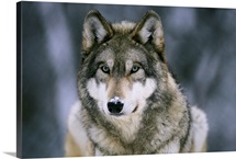 Gray wolf at the International Wolf Center, Ely, Minnesota