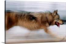 Gray wolf at the Rose Creek area of Yellowstone National Park, Wyoming