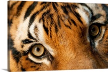 Indochinese tiger at Omahas Henry Doorly Zoo