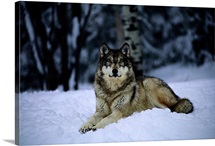 International Wolf Center, Ely, Minnesota