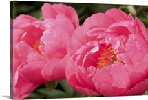 Large bright pink peony flowers, Paeonia species, with rain drops