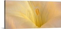 Sacred Datura, Havasu Canyon, Grand Canyon National Park, Arizona