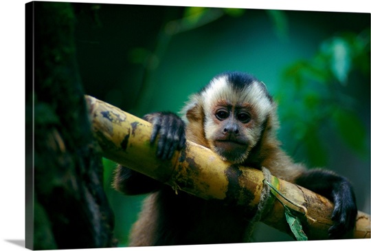 This capuchin monkey sits perched in a tree, Madidi National Park, Bolivia