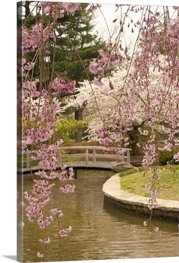 View of a Japanese garden in a park with blooming cherry trees