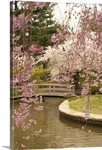 View of a Japanese garden in a park with blooming cherry trees