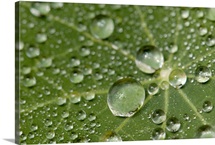 Water drops on a nasturtium leaf