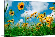 Wildflowers on coastal prairie, Eagle Lake, Texas