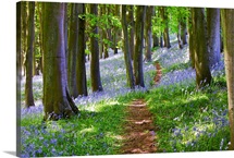 A Walk in the Woods