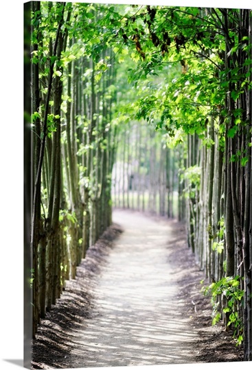 Arbor Path