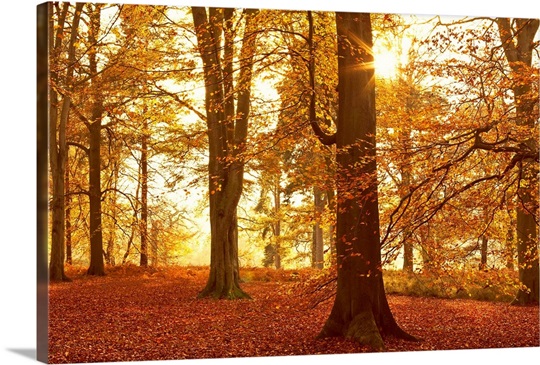 Autumn Glory