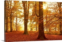 Autumn Glory