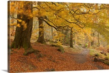Autumn in Yellow