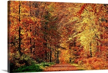 Autumn Way