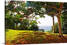 Bench Under a Flamboyan Tree, Borinquen Point, Puerto Rico