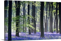 Bluebell Vision