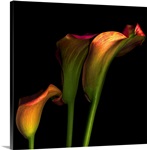 Calla flowers
