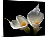 Calla Lily II