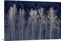 Cool Winter