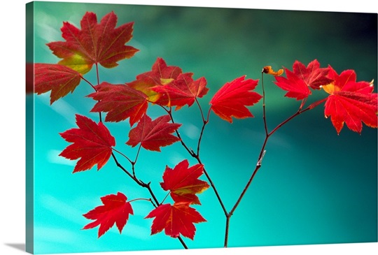 Delicate Red
