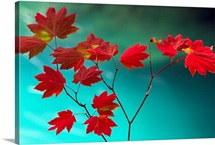 Delicate Red