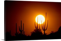 Desert Sun