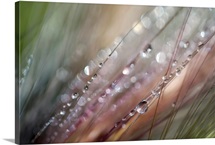 Dew