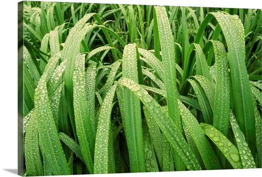 Dew Drops