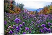Elysian Field