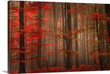 Enchanting Red