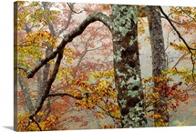 Fall Fog III