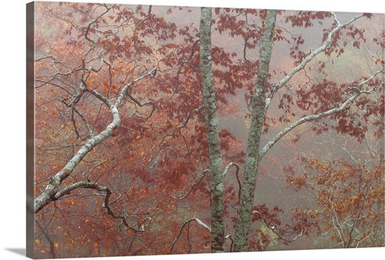 Fall's Fog II