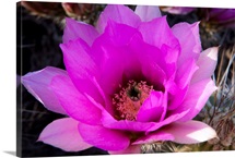Flower's Eye