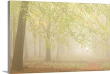 Forest Fog I