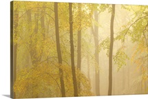 Forest Fog III