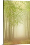 Forest Softness