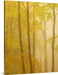 Forest Softness II