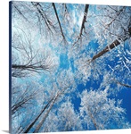Frozen Sky