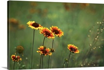 Indian Blankets