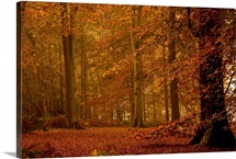 It's Raining Leaves