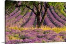 Lavender Divine