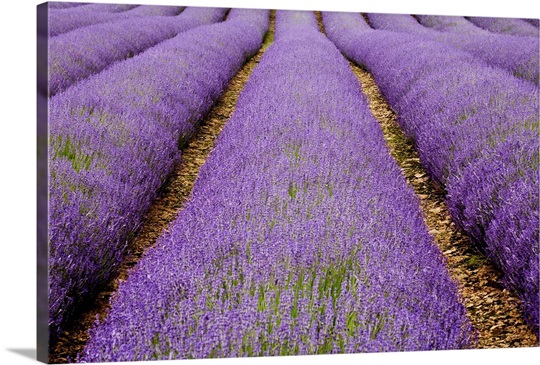 Lavender Rows